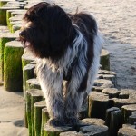 Emil am Meer