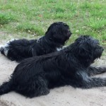 Bootsmann und Emil, der Junghund